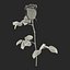 rose 2 3d model