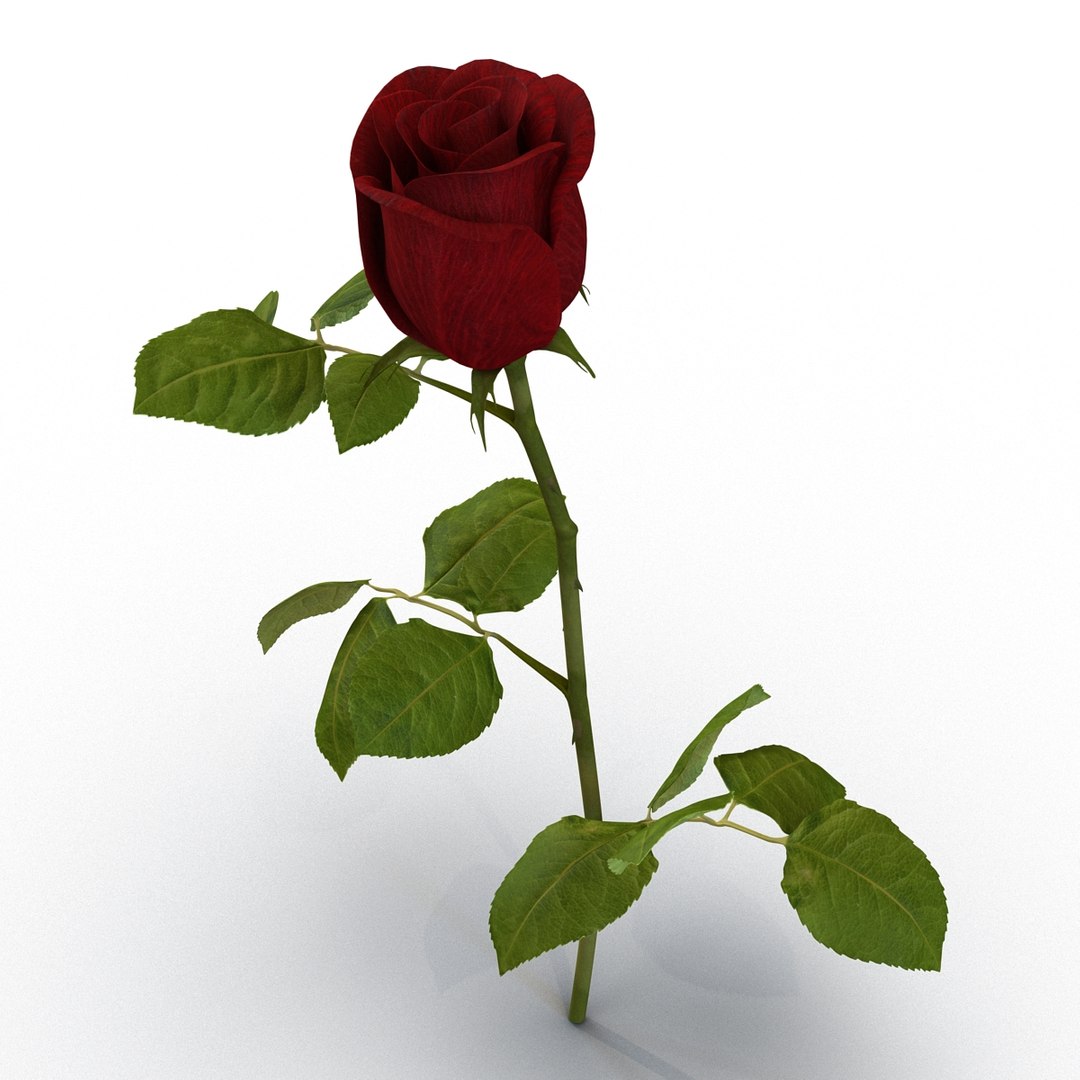 Rose 2 3d Model