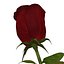 rose 2 3d model