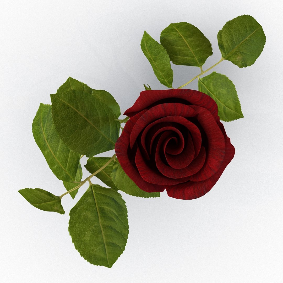 Rose 2 3d Model
