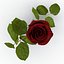 rose 2 3d model
