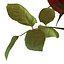 rose 2 3d model