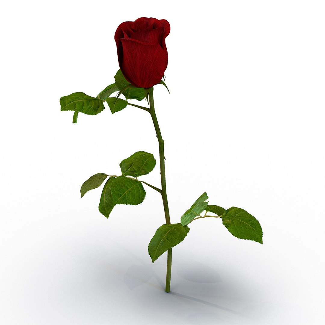 rose 2 3d model https://p.turbosquid.com/ts-thumb/Jm/G5T7V8/ff5hs3Wg/rose3dsmaxvray3dmodel02/jpg/1461144813/1920x1080/fit_q87/e625acdf4b6296f5e74226953a060c92cdc9dba2/rose3dsmaxvray3dmodel02.jpg
