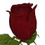 rose 2 3d model