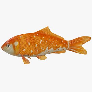 koi carp 3d model