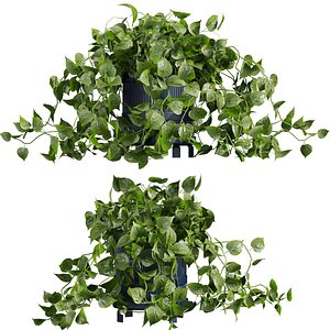 plant vol 888 - pothos - pot 3D model