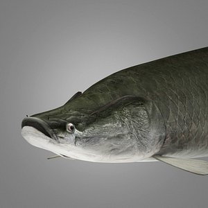3dsmax arapama fish