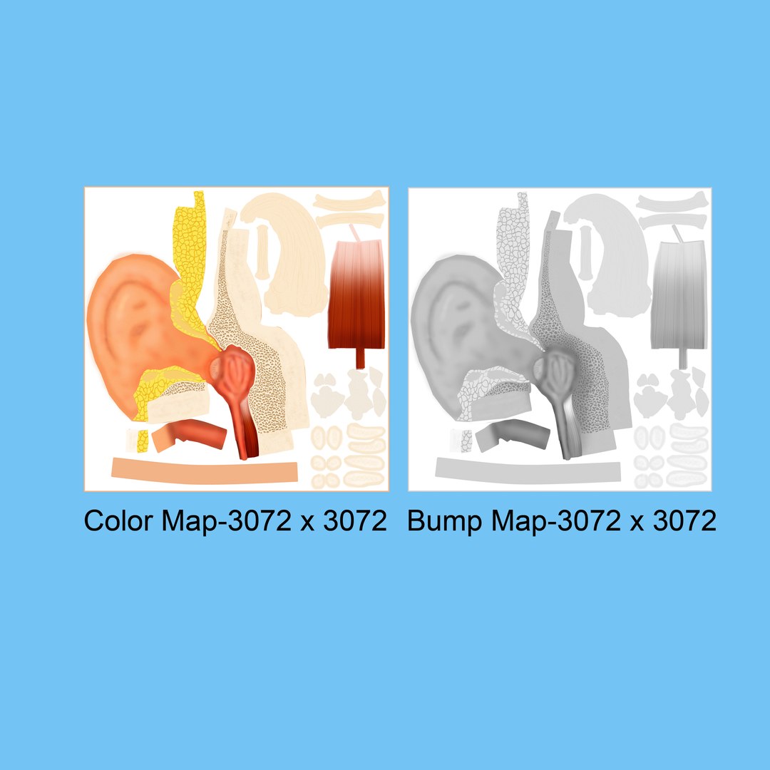 ear infection 3D model https://p.turbosquid.com/ts-thumb/Jm/QTbas5/9KSCnKwP/b1562earinfectiontextlayout/jpg/1520598485/1920x1080/fit_q87/c287075bdf70380144dca512f61da039dc583f7a/b1562earinfectiontextlayout.jpg
