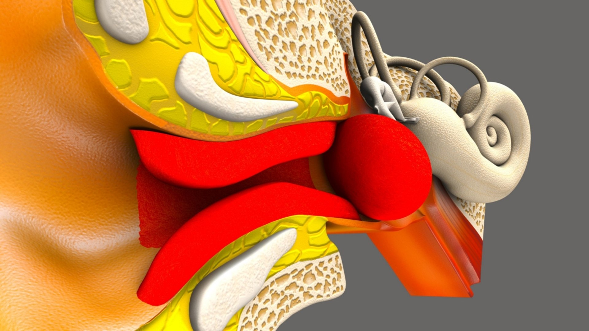 ear infection 3D model https://p.turbosquid.com/ts-thumb/Jm/QTbas5/NgfU5wAf/b1562earinfection_4/jpg/1520598465/1920x1080/fit_q87/2841cae1e4083d3439d47e15bd5328f727b9ca7b/b1562earinfection_4.jpg