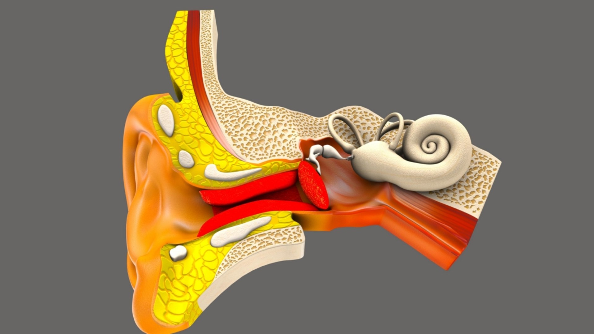 Ear Infection 3D Model - TurboSquid 1264084