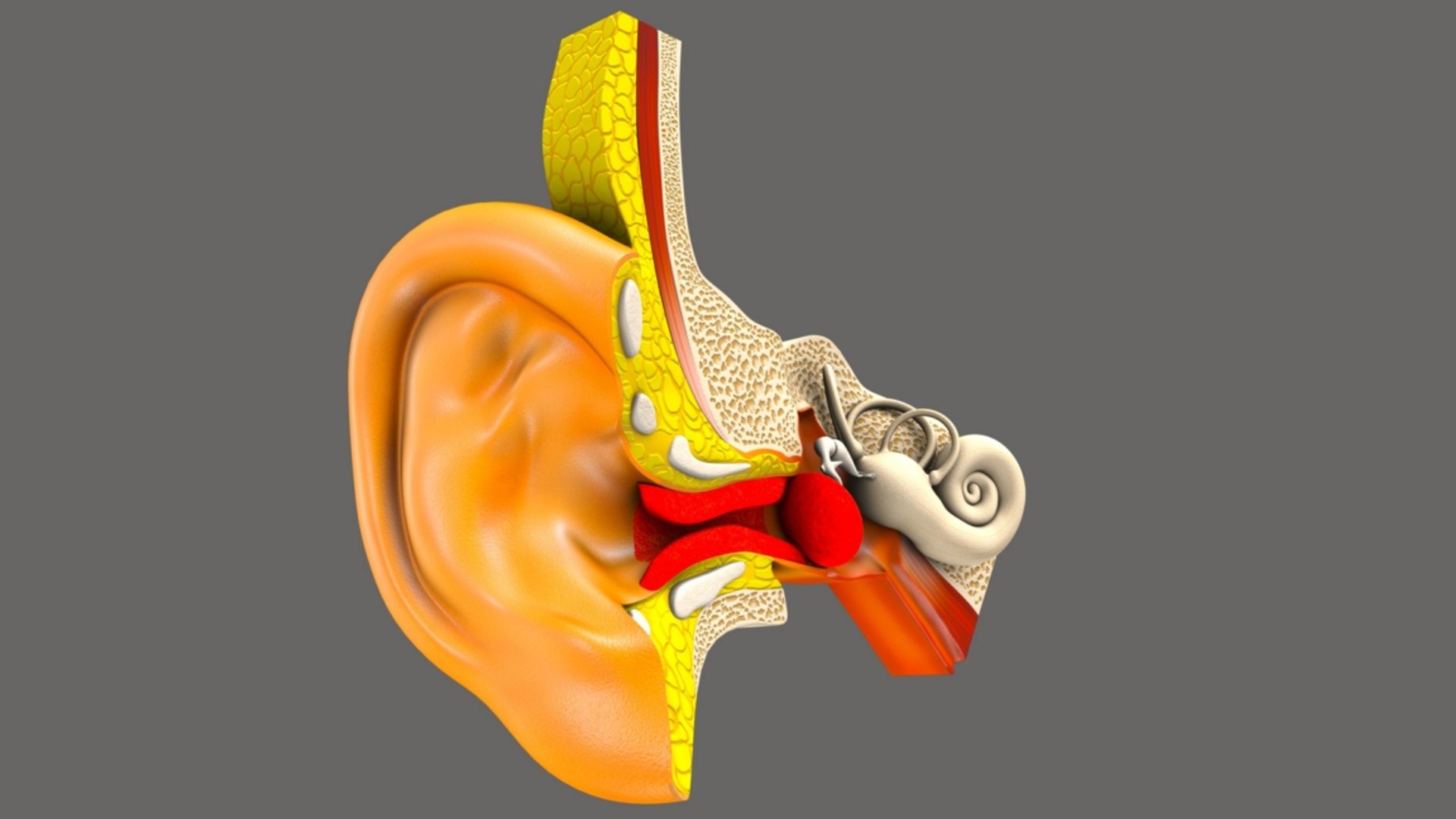 Ear Infection 3D Model - TurboSquid 1264084