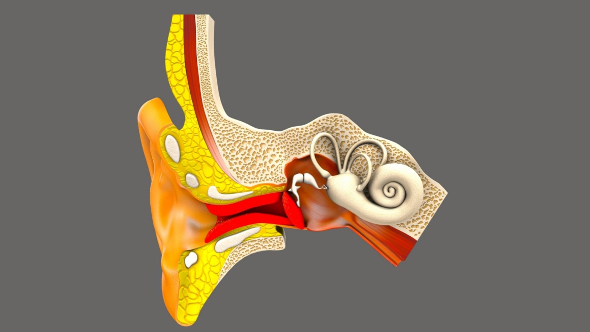 ear infection 3D model https://p.turbosquid.com/ts-thumb/Jm/QTbas5/inf9ji2X/b1562earinfection_3/jpg/1520598465/1920x1080/fit_q87/3bf679b65a2ffccd0270e09932f91fdcfd417582/b1562earinfection_3.jpg