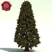 Thuja Plicata (Western Red Cedar)