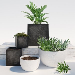 plants 224 3D model