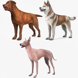 Large Dogs Rigged for Maya Collection