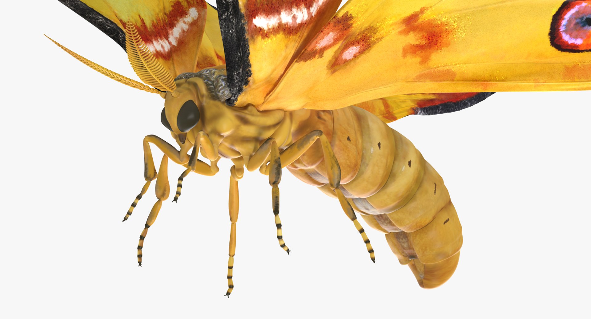 Flying Insects Collection 5 3D model https://p.turbosquid.com/ts-thumb/Jm/gcUnvy/5Y/flyinginsectscollection5vray3dmodel064/jpg/1670275119/1920x1080/fit_q87/44cb9cbd4f14ab35705a9c446eafcb168fa021dd/flyinginsectscollection5vray3dmodel064.jpg