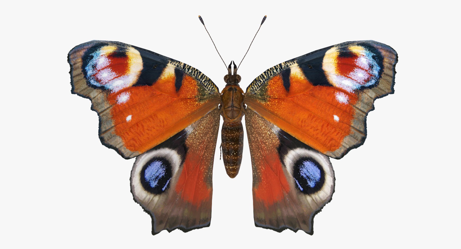 Flying Insects Collection 5 3D model https://p.turbosquid.com/ts-thumb/Jm/gcUnvy/8i/flyinginsectscollection5vray3dmodel033/jpg/1670275013/1920x1080/fit_q87/42f868dafaf5d8958f44b707d969766d3e2779c7/flyinginsectscollection5vray3dmodel033.jpg