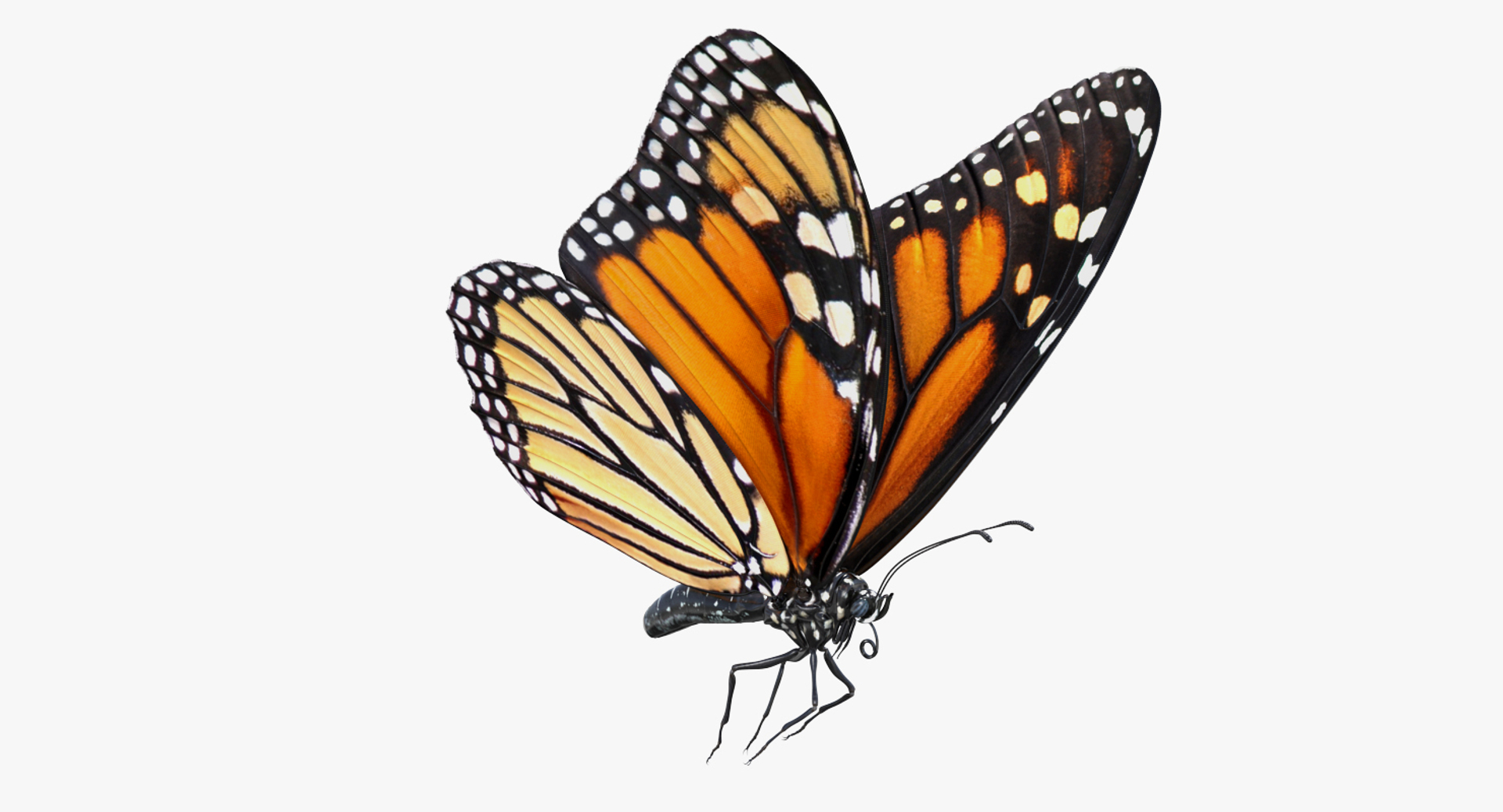 Flying Insects Collection 5 3D model https://p.turbosquid.com/ts-thumb/Jm/gcUnvy/Lr/milkweed_butterfly_flying_pose_360/jpg/1670275212/1920x1080/turn_fit_q99/6e9f8b0005562f31f98e50d066c63afdcaaf1c5e/milkweed_butterfly_flying_pose_360-1.jpg