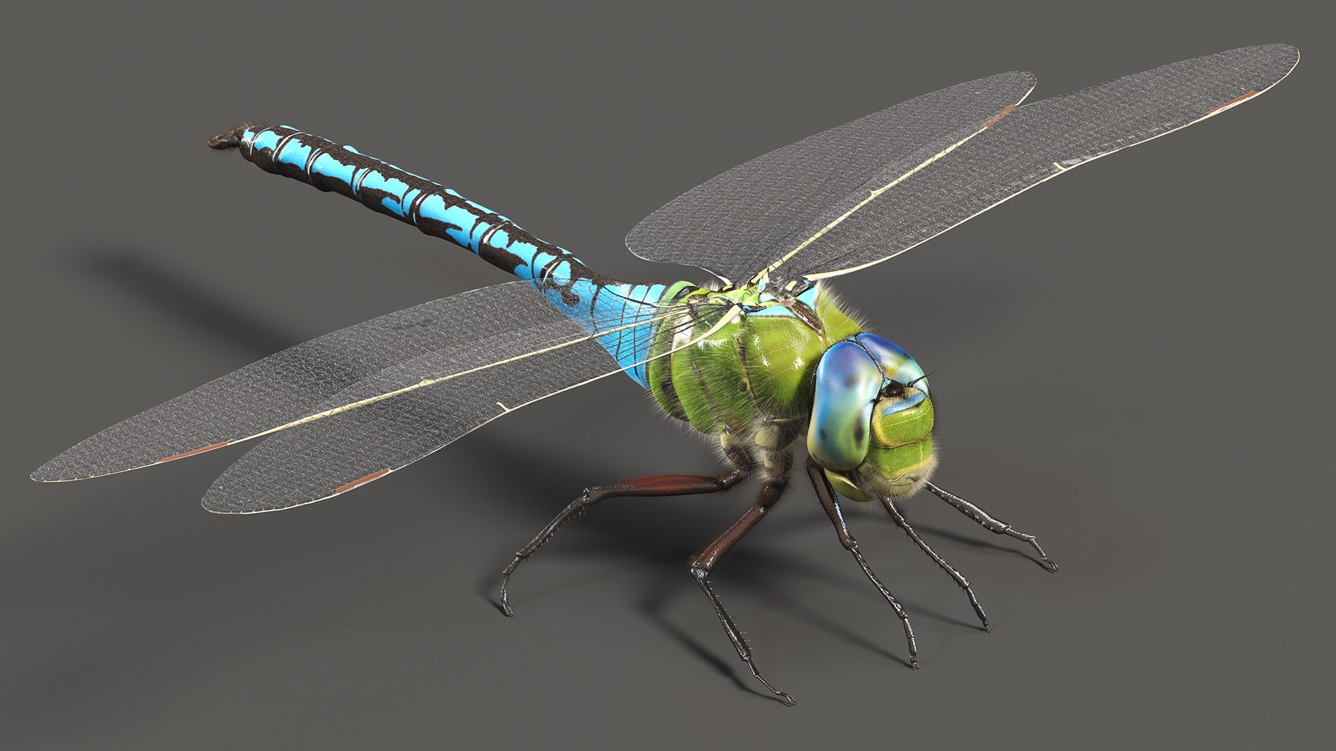 Flying Insects Collection 5 3D model https://p.turbosquid.com/ts-thumb/Jm/gcUnvy/Uy/flyinginsectscollection5vray3dmodel007/jpg/1670274926/1920x1080/fit_q87/2d4dfdf013b9cbad1d07d1c10ee54c2ffdef7040/flyinginsectscollection5vray3dmodel007.jpg
