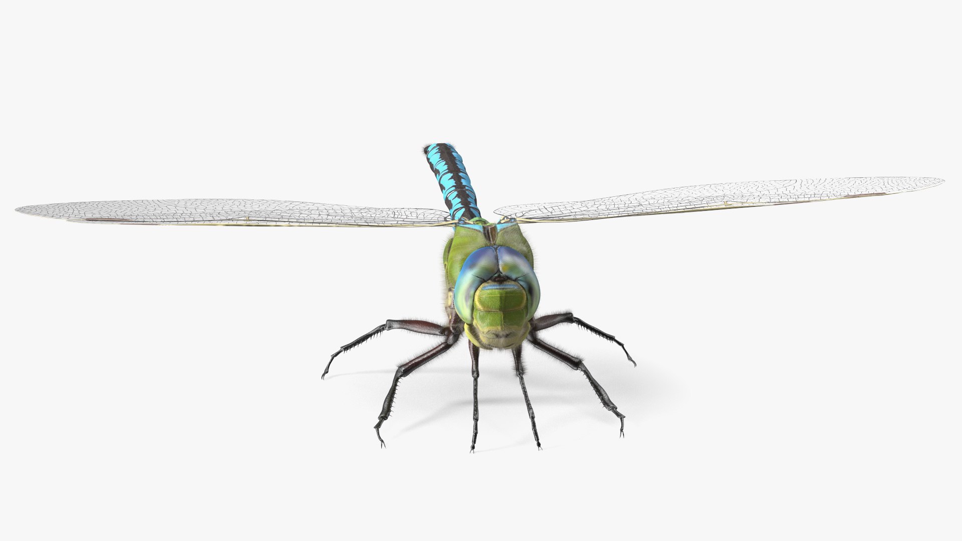 Flying Insects Collection 5 3D model https://p.turbosquid.com/ts-thumb/Jm/gcUnvy/Yt/flyinginsectscollection5vray3dmodel012/jpg/1670274943/1920x1080/fit_q87/b7a3f22e0c1b62d40bd8549f25f21c46a33b3e3c/flyinginsectscollection5vray3dmodel012.jpg
