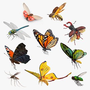 Flying Insects Collection 5 3D model