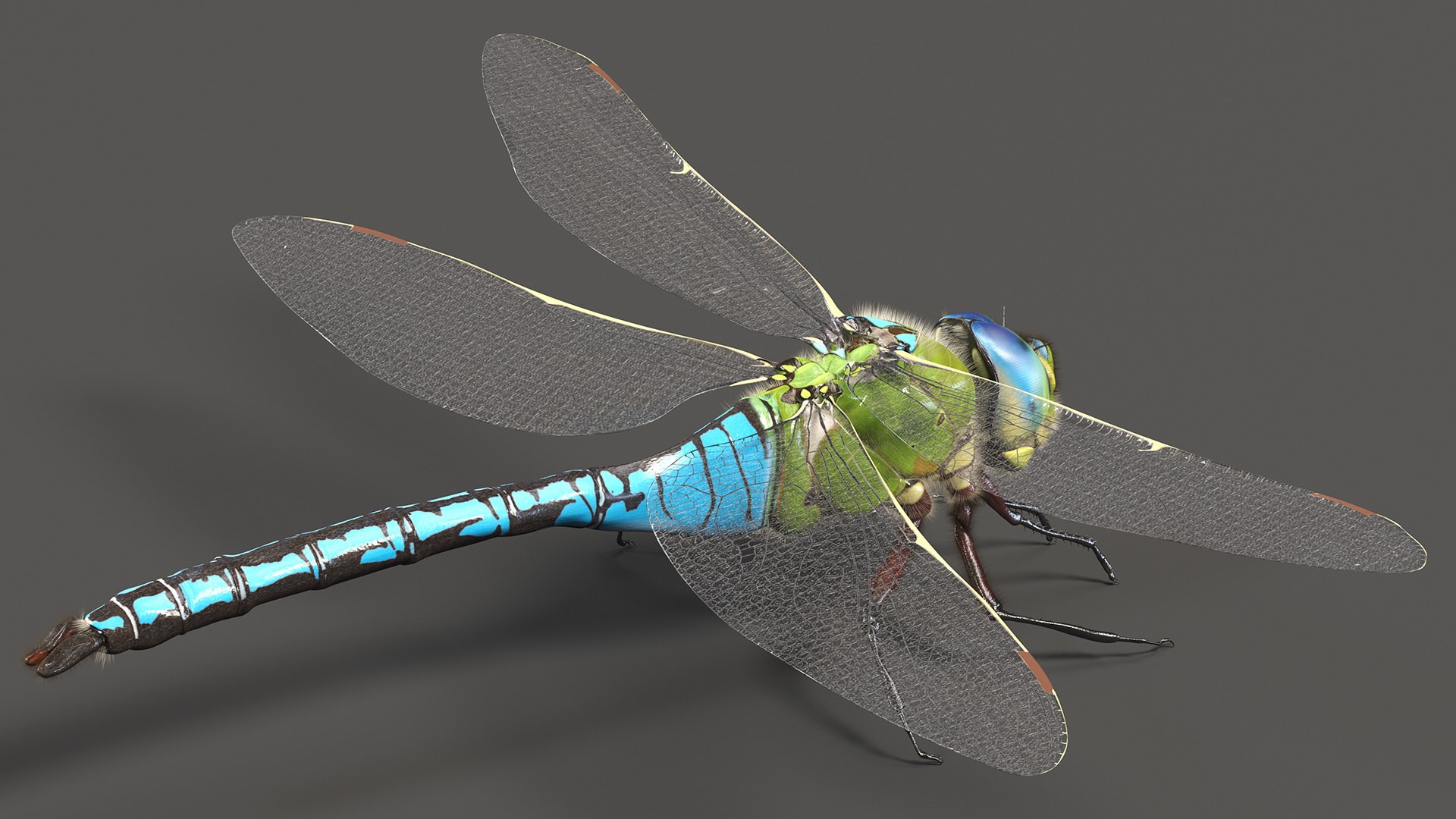 Flying Insects Collection 5 3D model https://p.turbosquid.com/ts-thumb/Jm/gcUnvy/eX/flyinginsectscollection5vray3dmodel008/jpg/1670274929/1920x1080/fit_q87/2ff2525bcee6b816d1308b5a9fc42c663af174b9/flyinginsectscollection5vray3dmodel008.jpg