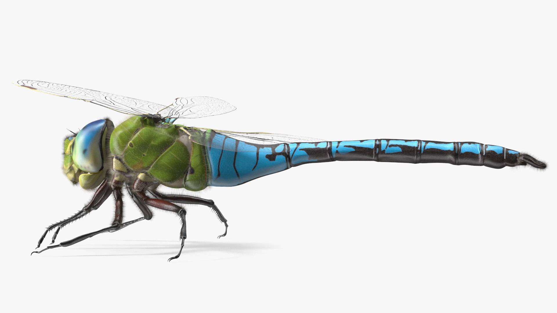 Flying Insects Collection 5 3D model https://p.turbosquid.com/ts-thumb/Jm/gcUnvy/ha/flyinginsectscollection5vray3dmodel013/jpg/1670274946/1920x1080/fit_q87/4242afc285085e87e38fc02b04d88388779532ea/flyinginsectscollection5vray3dmodel013.jpg