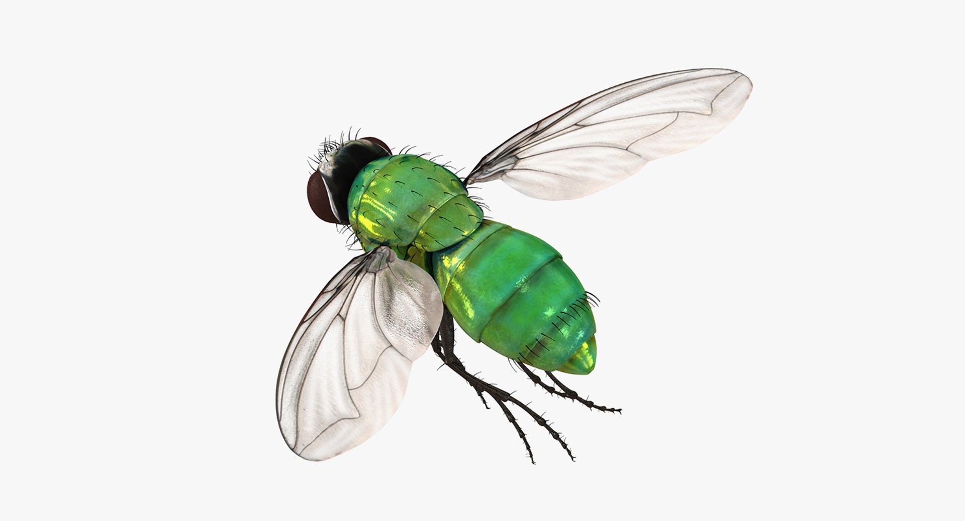 Flying Insects Collection 5 3D model https://p.turbosquid.com/ts-thumb/Jm/gcUnvy/rF/flyinginsectscollection5vray3dmodel074/jpg/1670275154/1920x1080/fit_q87/ff1efc094702b9b8318a61447a8ddd6ec71241cd/flyinginsectscollection5vray3dmodel074.jpg