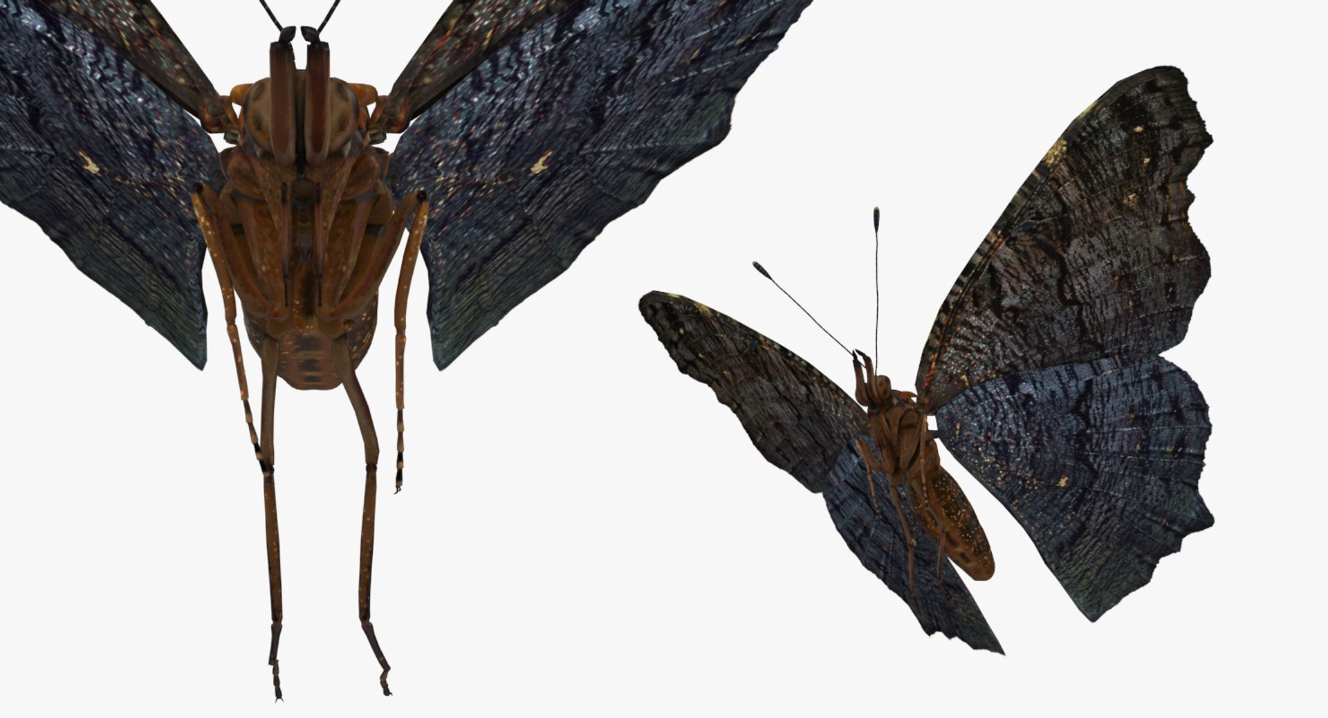 Flying Insects Collection 5 3D model https://p.turbosquid.com/ts-thumb/Jm/gcUnvy/tS/flyinginsectscollection5vray3dmodel035/jpg/1670275019/1920x1080/fit_q87/6a2d6267eccab965ec1450bb639ec534ab9545bd/flyinginsectscollection5vray3dmodel035.jpg