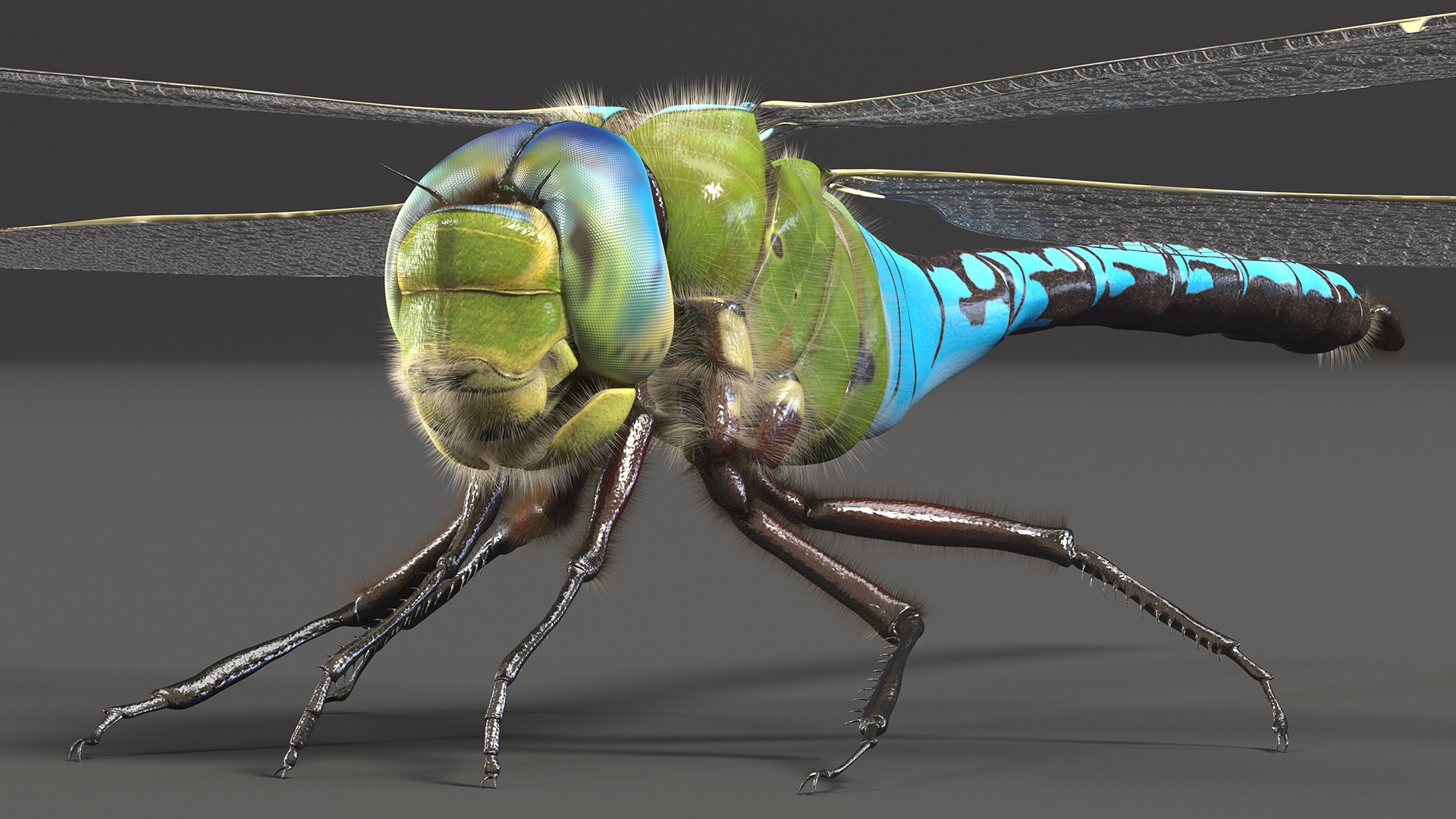 Flying Insects Collection 5 3D model https://p.turbosquid.com/ts-thumb/Jm/gcUnvy/wN/flyinginsectscollection5vray3dmodel009/jpg/1670274933/1920x1080/fit_q87/3c17a6af5a2bab046ce838d76ae52d8b5892c252/flyinginsectscollection5vray3dmodel009.jpg