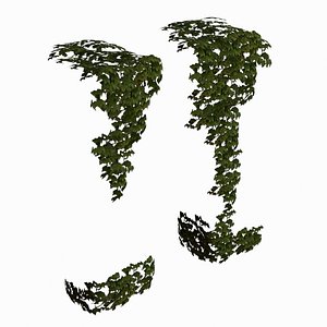 Ivy