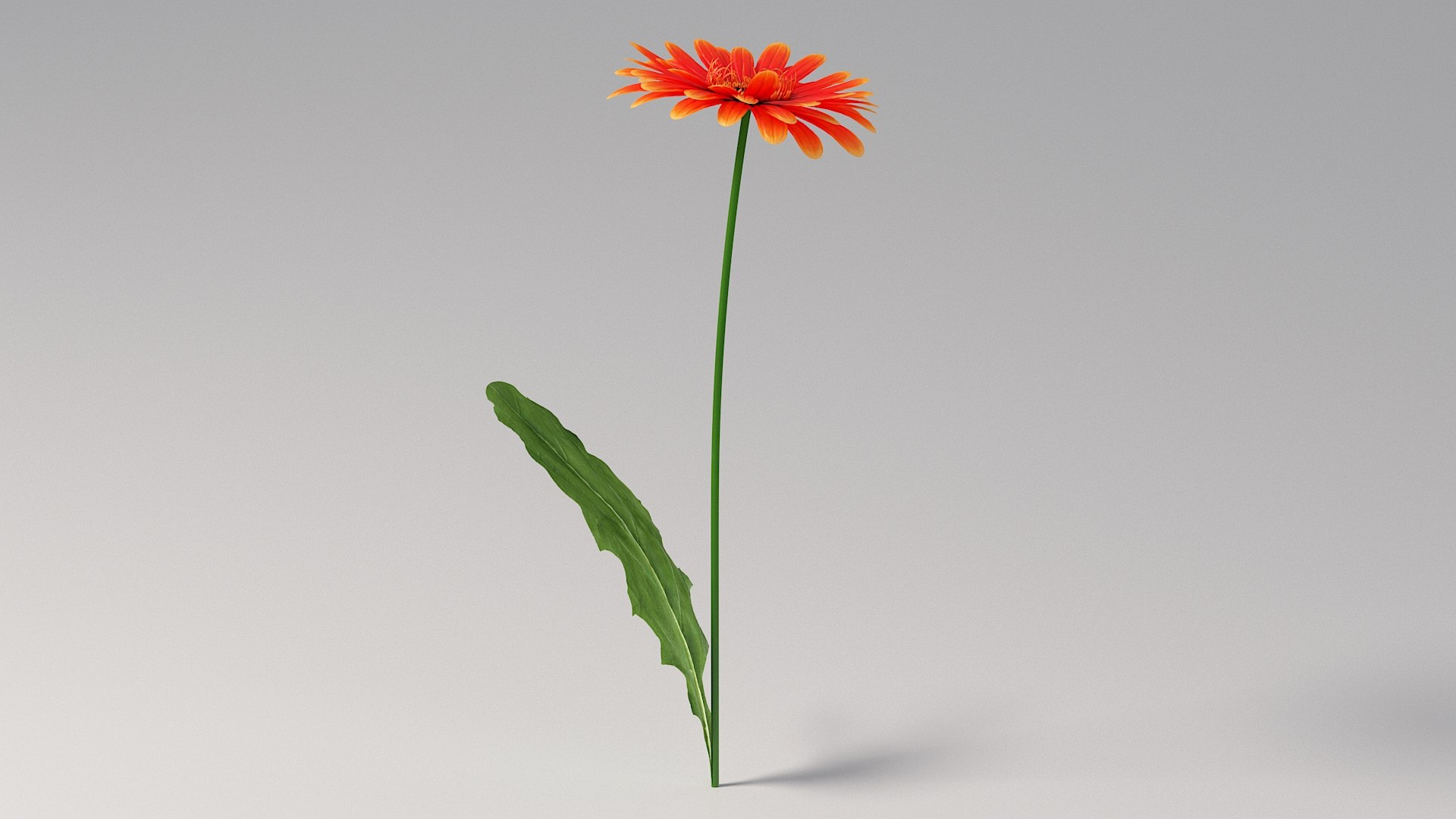 3D realistic gerbera flower https://p.turbosquid.com/ts-thumb/Jm/rkkiZm/17/flower_gerbera_04/jpg/1773393778/1920x1080/fit_q87/cb3c5edf1457e3743731b0d7e53863f10efa60f0/flower_gerbera_04.jpg
