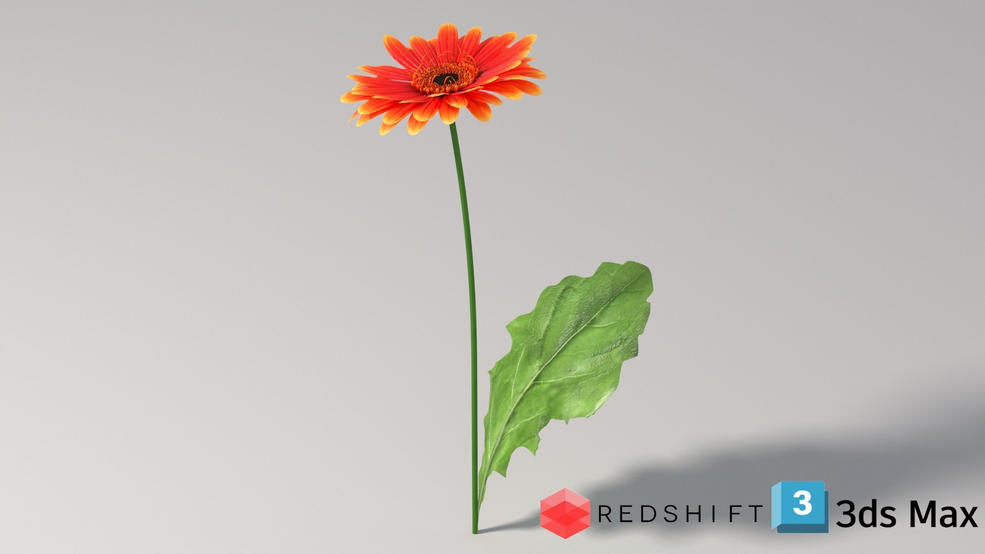 3D realistic gerbera flower https://p.turbosquid.com/ts-thumb/Jm/rkkiZm/24/flower_gerbera_conv_05_max_redshift/jpg/1773393795/1920x1080/fit_q87/7015a9572ca683df4a0f4b8af2cf1b98520c9cd3/flower_gerbera_conv_05_max_redshift.jpg