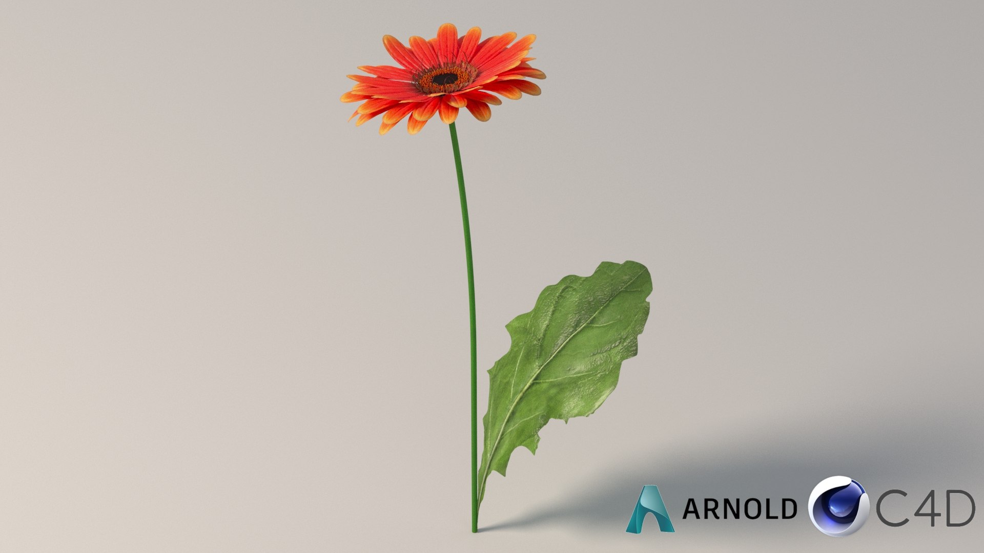 3D realistic gerbera flower https://p.turbosquid.com/ts-thumb/Jm/rkkiZm/8W/flower_gerbera_conv_02_c4d_arnold/jpg/1773393791/1920x1080/fit_q87/fa8ba3620ae412142309e39c3f21705eea5e8bfe/flower_gerbera_conv_02_c4d_arnold.jpg