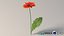 リアルなガーベラの花