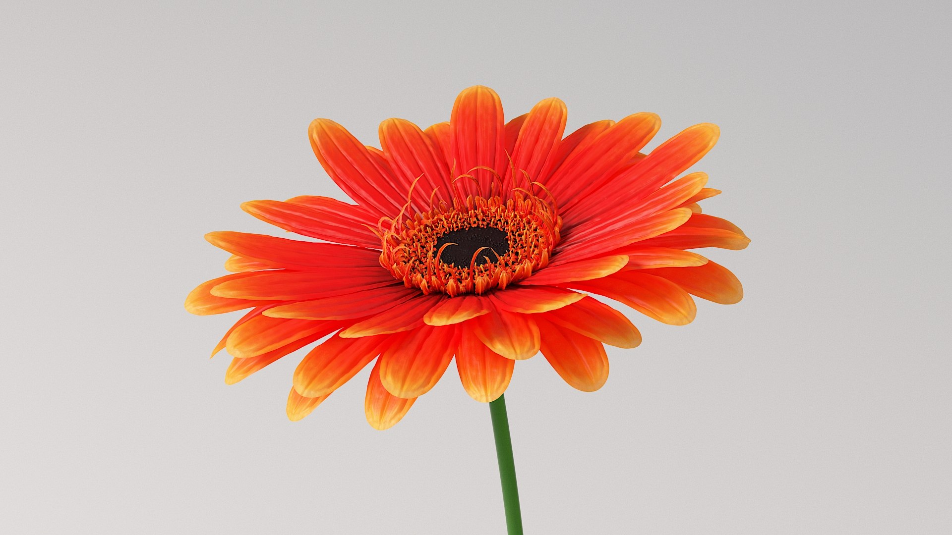 3D realistic gerbera flower https://p.turbosquid.com/ts-thumb/Jm/rkkiZm/9j/flower_gerbera_07/jpg/1773393782/1920x1080/fit_q87/81b36612449b7d3ae88e02a98c93ada7a96bfa3a/flower_gerbera_07.jpg