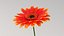 リアルなガーベラの花