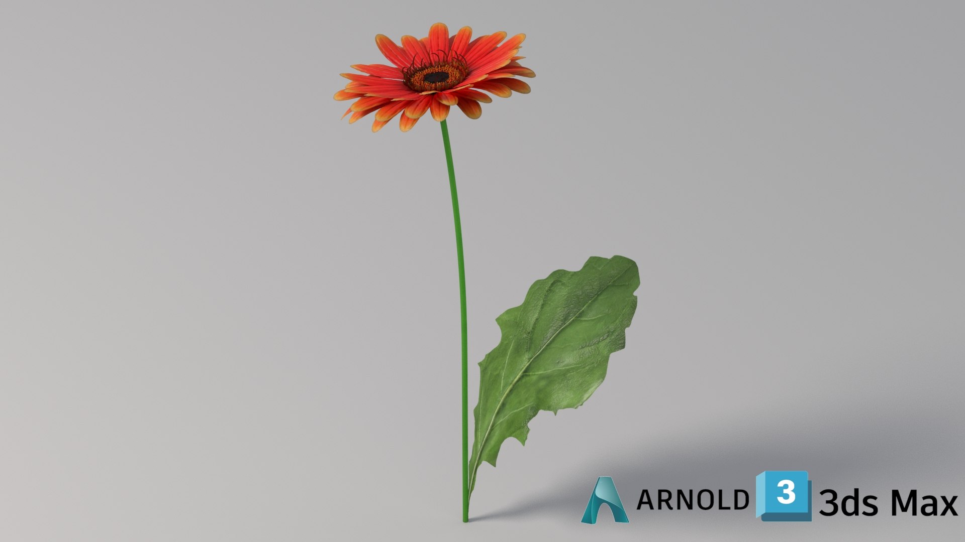 3D realistic gerbera flower https://p.turbosquid.com/ts-thumb/Jm/rkkiZm/ED/flower_gerbera_conv_04_max_arnold/jpg/1773393794/1920x1080/fit_q87/7509de5385e15e0d583f9bda664603672ecf62a5/flower_gerbera_conv_04_max_arnold.jpg