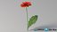 リアルなガーベラの花