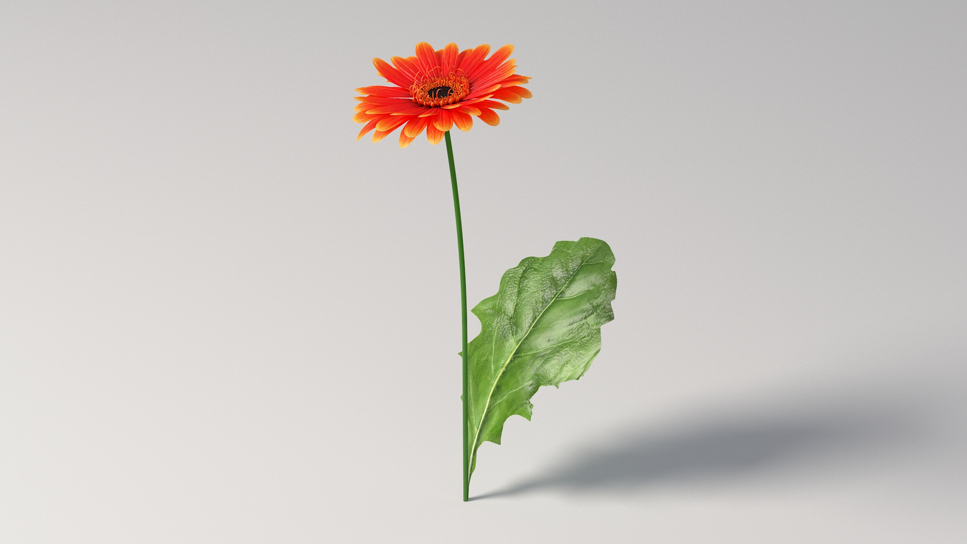 3D realistic gerbera flower https://p.turbosquid.com/ts-thumb/Jm/rkkiZm/Jz/gerberatba/jpg/1773393886/1920x1080/turn_fit_q99/8848d02f328d81363a193e96865a345546d5bc2c/gerberatba-1.jpg