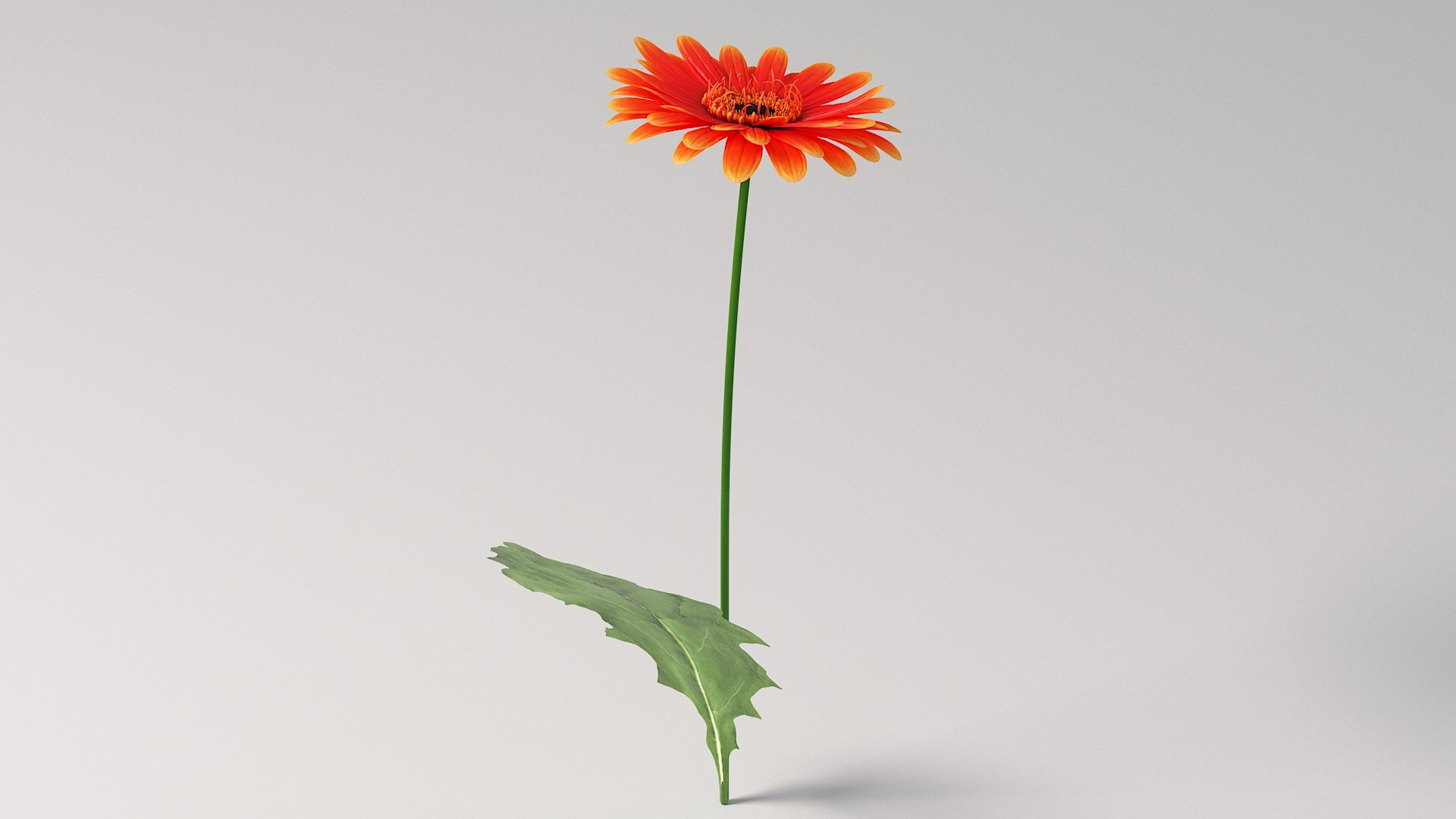 3D realistic gerbera flower https://p.turbosquid.com/ts-thumb/Jm/rkkiZm/NO/flower_gerbera_05/jpg/1773393779/1920x1080/fit_q87/f018e09eacb4a68a1107979f68083a8eeb47a5b4/flower_gerbera_05.jpg