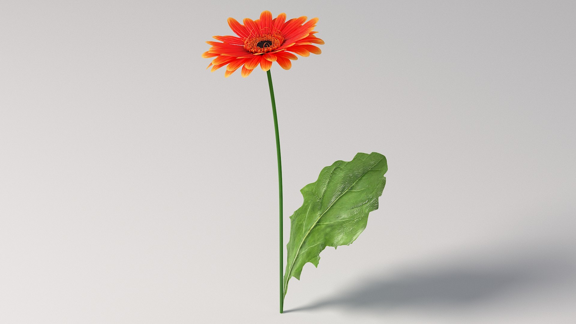 3D realistic gerbera flower https://p.turbosquid.com/ts-thumb/Jm/rkkiZm/Pp/flower_gerbera_02/jpg/1773393774/1920x1080/fit_q87/7d67d4b9c1c2318cbd9c909b873197e62f14d307/flower_gerbera_02.jpg