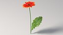 Gerbera Flower
