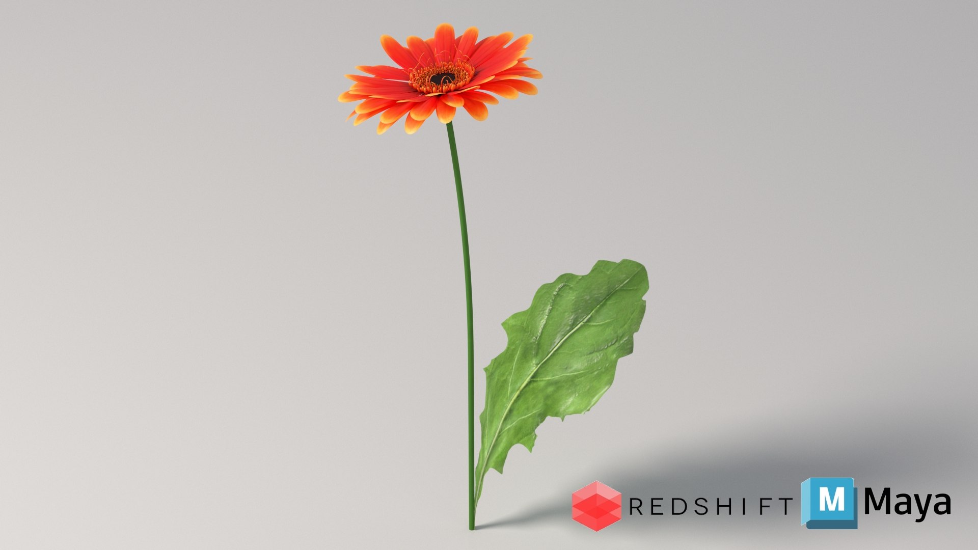 3D realistic gerbera flower https://p.turbosquid.com/ts-thumb/Jm/rkkiZm/Rv/flower_gerbera_conv_08_maya_redshift/jpg/1773393799/1920x1080/fit_q87/1f0d8a985f40db4f1b9f293f68335a29590d2c77/flower_gerbera_conv_08_maya_redshift.jpg