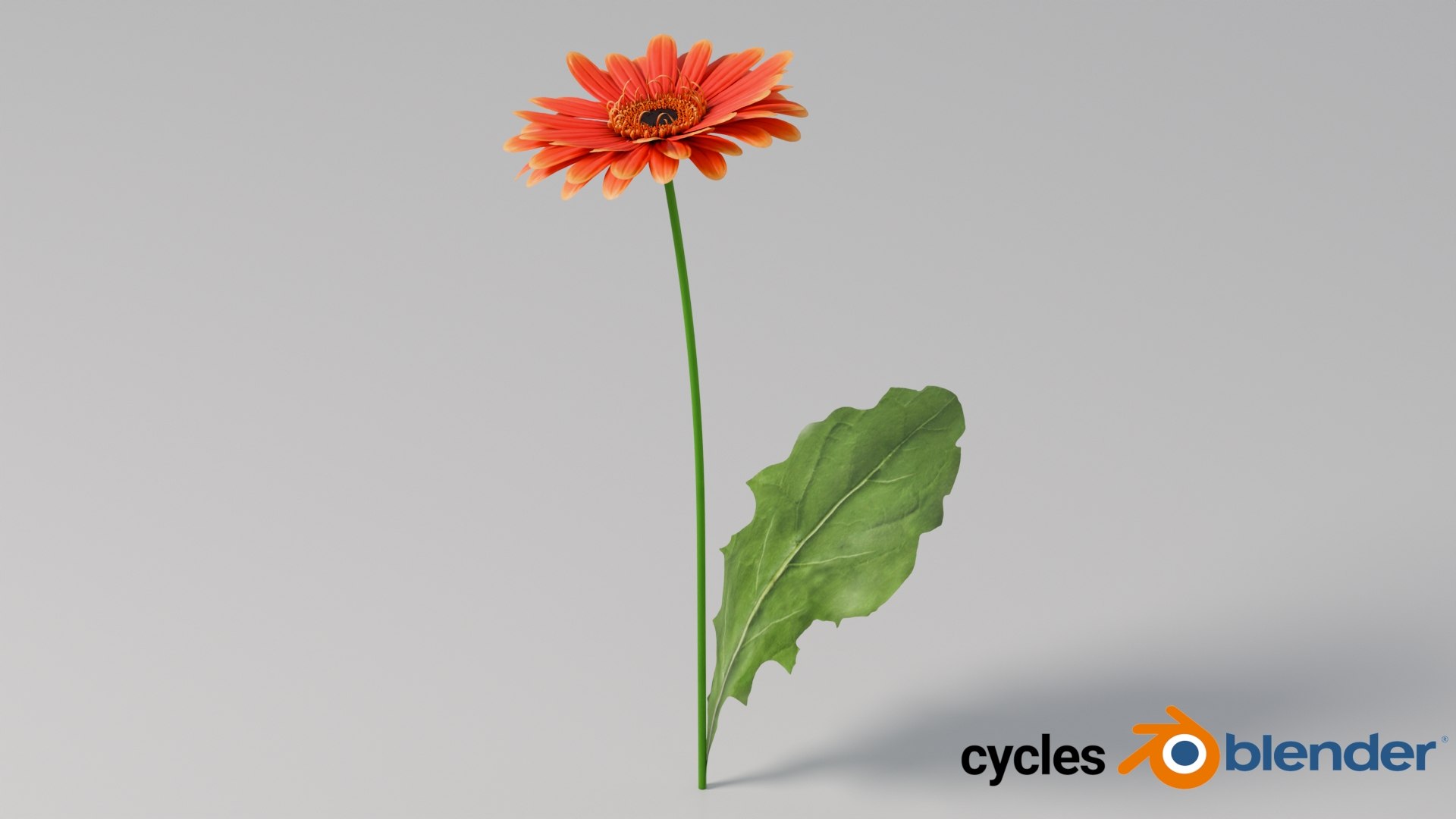 3D realistic gerbera flower https://p.turbosquid.com/ts-thumb/Jm/rkkiZm/Td/flower_gerbera_conv_10_blender_cycles/jpg/1773393801/1920x1080/fit_q87/8c08b7fe4419cbef60f390ae66d6078dd909d0bd/flower_gerbera_conv_10_blender_cycles.jpg