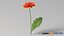 リアルなガーベラの花