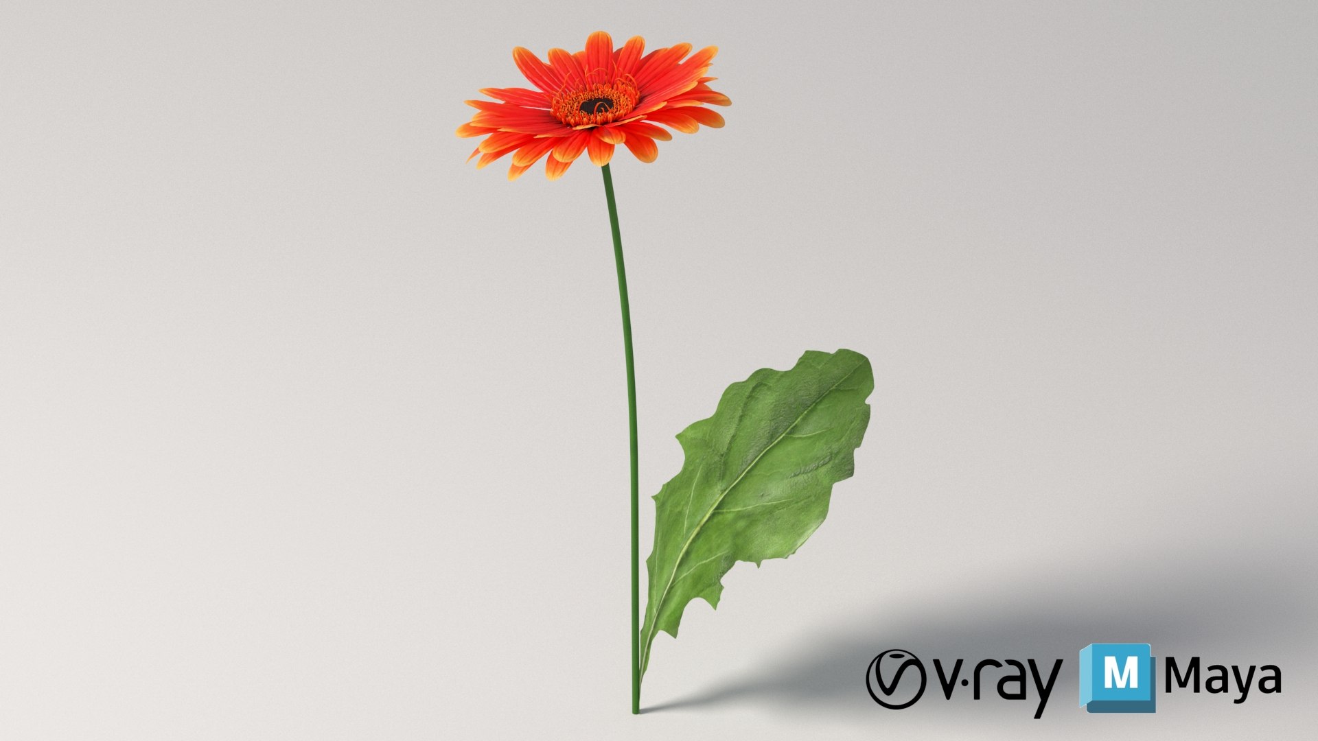 3D realistic gerbera flower https://p.turbosquid.com/ts-thumb/Jm/rkkiZm/Ul/flower_gerbera_conv_09_maya_vray/jpg/1773393801/1920x1080/fit_q87/d1a84e834a788d258d4c567b31cd957cd7fe16f3/flower_gerbera_conv_09_maya_vray.jpg