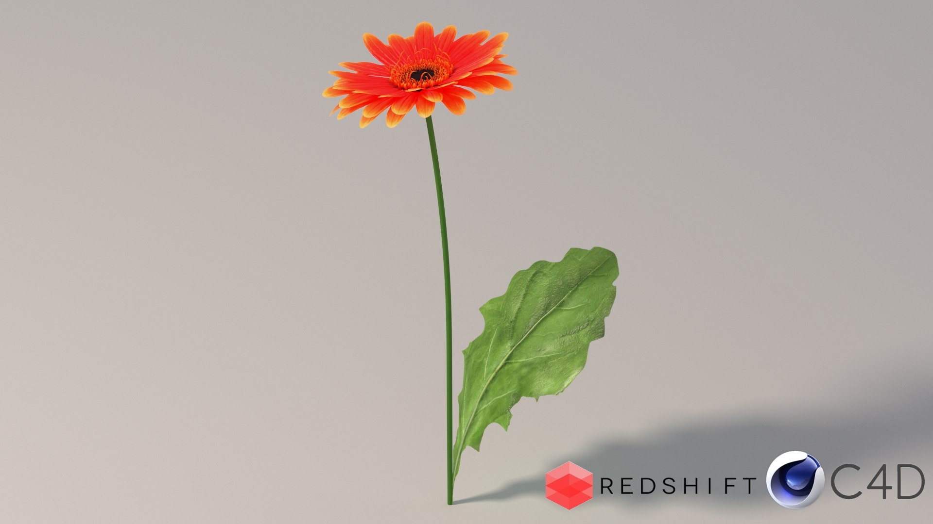 3D realistic gerbera flower https://p.turbosquid.com/ts-thumb/Jm/rkkiZm/cS/flower_gerbera_conv_03_c4d_redshift/jpg/1773393792/1920x1080/fit_q87/ed6eef14ad249e7eefb849f660dca7f9e4571fd1/flower_gerbera_conv_03_c4d_redshift.jpg