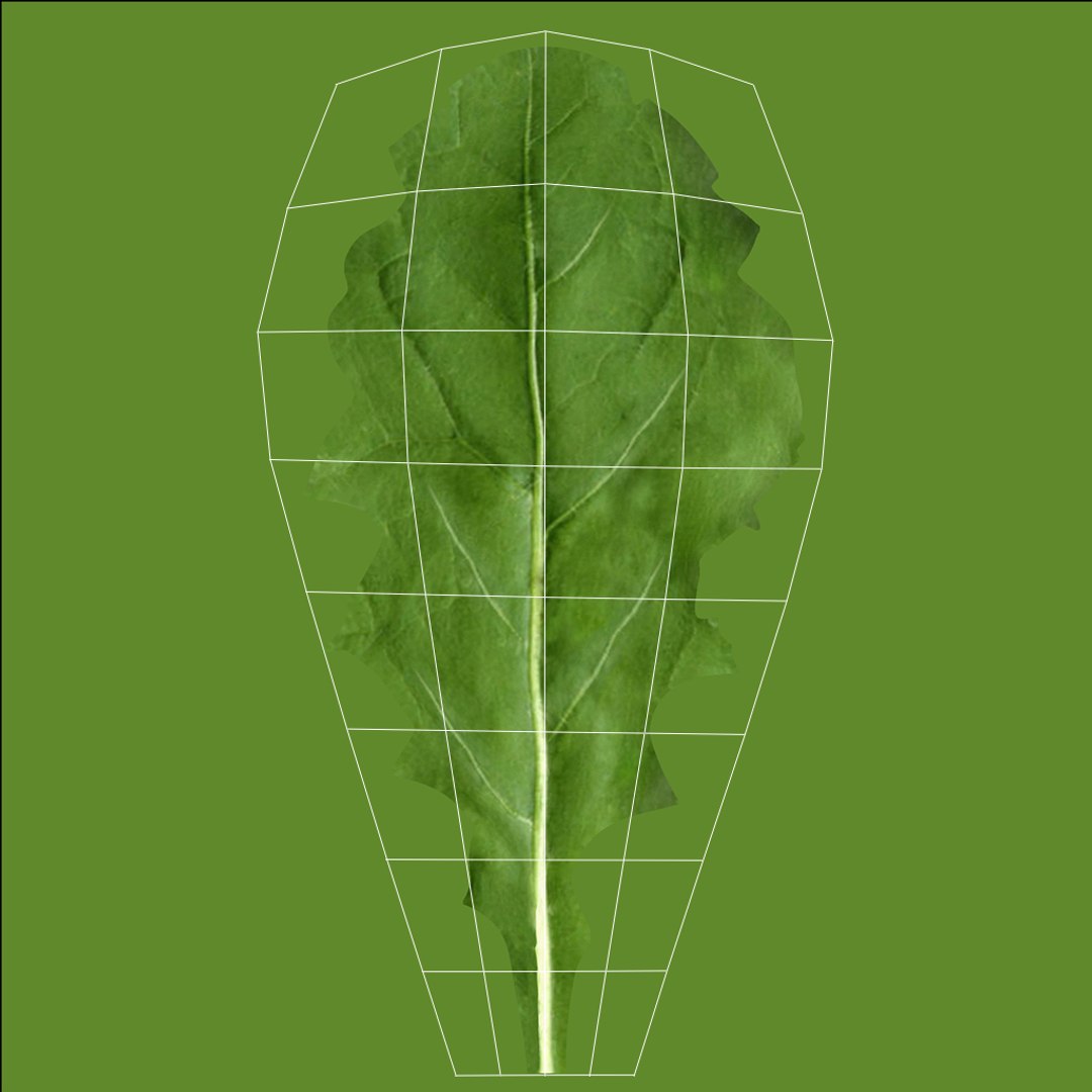 3D realistic gerbera flower https://p.turbosquid.com/ts-thumb/Jm/rkkiZm/hGh8pS0S/outuv_06_leaf/jpg/1512058858/1920x1080/fit_q87/4a1fea3014b055eed126fc7f3bb862a7efd0996b/outuv_06_leaf.jpg