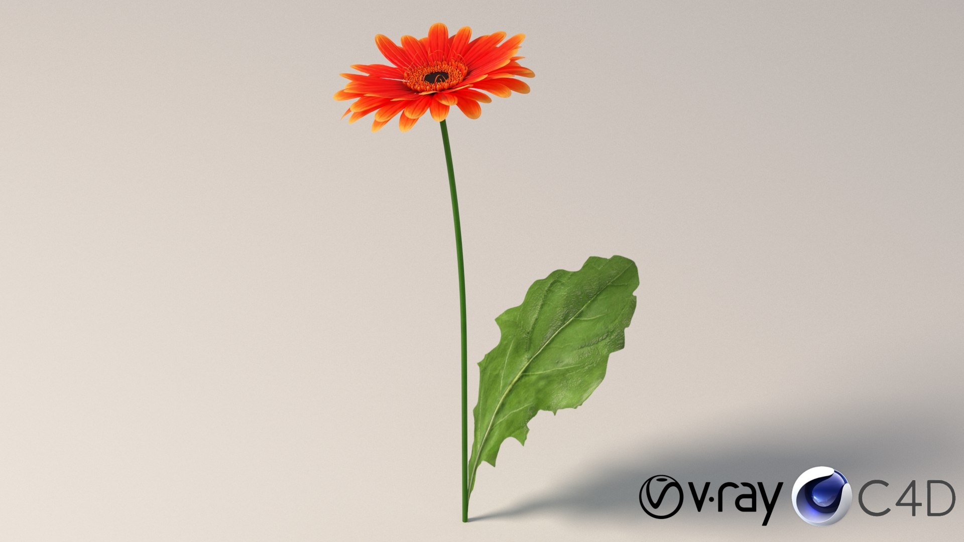 3D realistic gerbera flower https://p.turbosquid.com/ts-thumb/Jm/rkkiZm/i4/flower_gerbera_conv_01_c4d_vray/jpg/1773393790/1920x1080/fit_q87/9e3220db3918eb81b81f80b08d90ee01e0ff4e1b/flower_gerbera_conv_01_c4d_vray.jpg